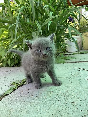 кошки манчкины: Продаются очаровательные котята 🐾🤍 Малыши здоровые, активные, очень — 3