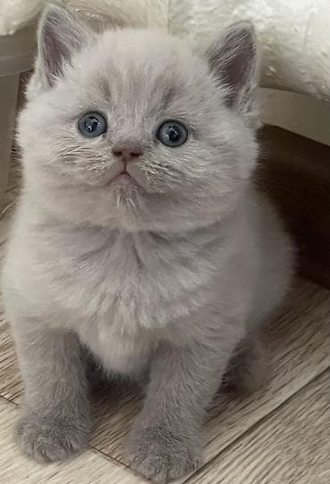 котятя: Британские короткошёрстные котята, окрас лиловый. Девочки. Приучены к — 2
