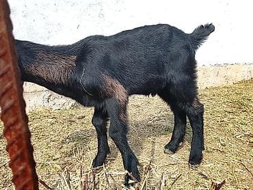 продаю кролики: Продаю | Козлёнок | Для разведения — 4