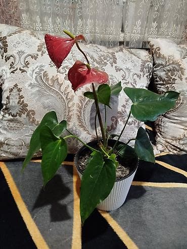 продам чеснок: Мужское счастье. Комнатное растение в горшке — антуриум (Anthurium) — 2