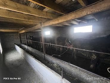 А/ч жаныбарлары үчүн тоюттар: Сатам | Тай — 5