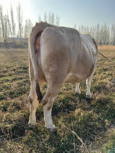 продам бу оборудование для птицефабрики: Продаю | Корова (самка), Бык (самец) | На откорм | Племенные — 3