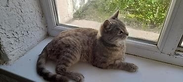 шотландский кошки: Скотиш Страйт (Шотландская прямоухая), 10 месяцев, Девочка, Серый, Приучена к лотку — 3