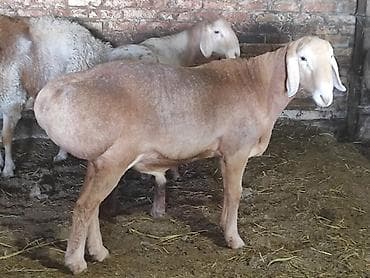 Продаю | Баран (самец) | Для разведения | Осеменитель, Племенные