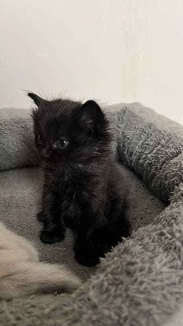 отдам котята: Котята Описание: - Две окраски на выбор: тигровый табби (коричневый с — 4
