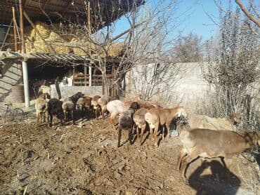 купить собаку шпица недорого: Продаю | Овца (самка) | Полукровка | Для разведения | Матка — 3