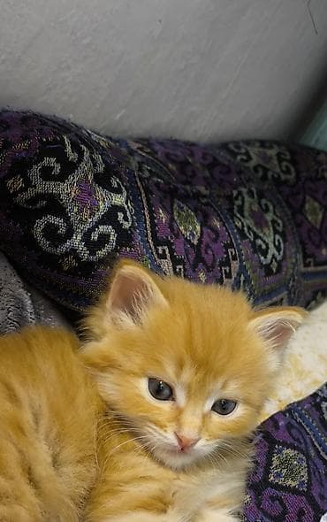 Продажа кошек: Абиссинская, 2 месяца, Мальчик — 3