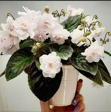 круглый холст: Продаю цветущие и не цветущие фиалки 🌺🌺🌺 .Нахожусь в районе Тоголок — 9
