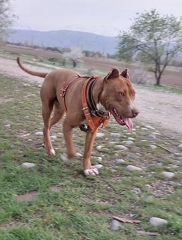 питбуль обмен: Питбуль, 9 месяцев, Самец, С прививкой — 1