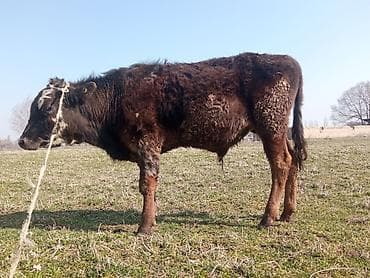 Продаю | Бык (самец) | На откорм | Привязанные