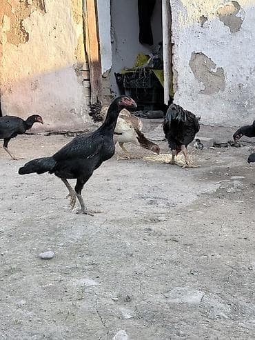 Продаю | Куры | Бойцовая | Для разведения