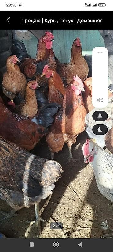 Кошки: Продаю | Куры, Петух | Домашняя | Для разведения — 3