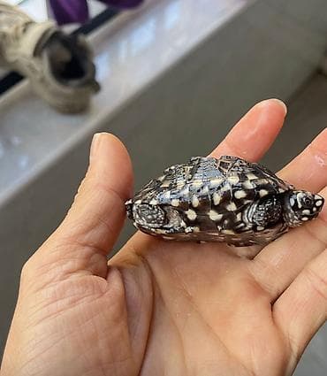 Кемирүүчүлөр: Водная черепаха (мелкие особи). - Вид: пресноводная, с тёмным — 6