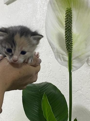 кошка мышык: Продаётся семья кошек три котёнка и мама котят все приучены к лотку — 10