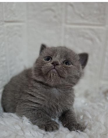 девочка: Продаётся шотландская девочка,скотиш — 3