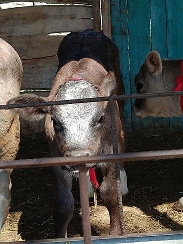 улар сатылат: Сатам | Музоо | Бордоп семиртүү үчүн | Асыл тукумдуу — 2