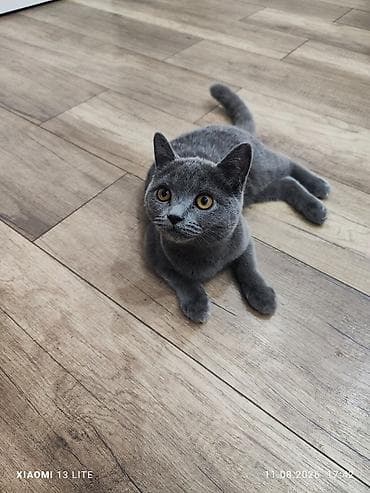 scottish fold: Британский короткошёрстный котёнок, окрас блю (серый). Особенности: - — 1