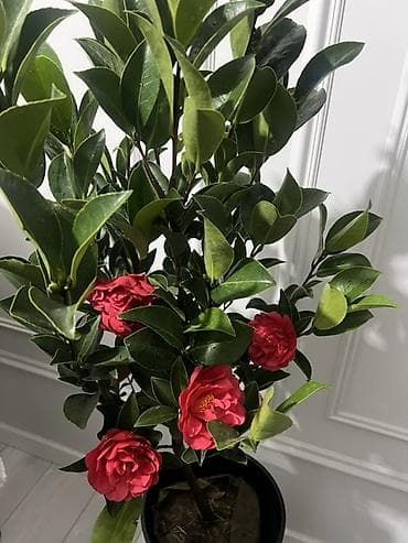 Декабристы: Доставка по городу бесплатно 🚘 Крупный сорт Камелия японская (Camellia — 4