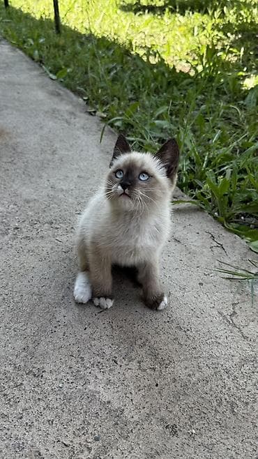 сямская кошка: Котёнок с окраcом колор-пойнт (сиамского типа). 2,5 месяца мальчик — 4