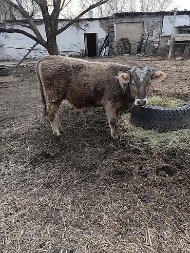 Лошади, кони: Продаю | Бык (самец) | На откорм | Привязанные — 2