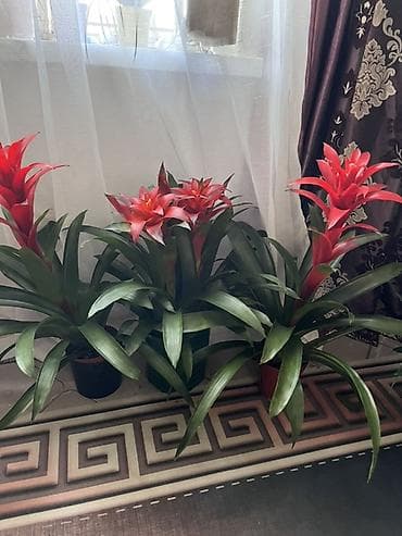 декоративный мох: Гузмания (Guzmania), декоративные комнатные растения в горшках. - — 1