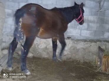 Грызуны: Продаю | Жеребенок | Конный спорт — 1