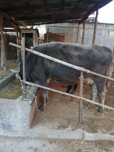 когучкон фото: Продаю | Корова (самка) | На откорм — 1