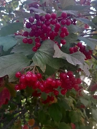 лаванда: Саженцы цветка: Гибискусы садовые — 3