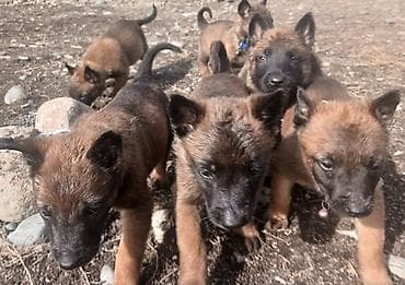 питбуль собака купить: Предлагаются к бронированию щенки Белгийской овчарки Малинуа.Щенков 9 — 10