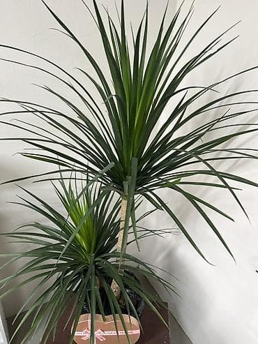 Драцена (Dracaena marginata), комнатное растение - Вид: драцена — 3