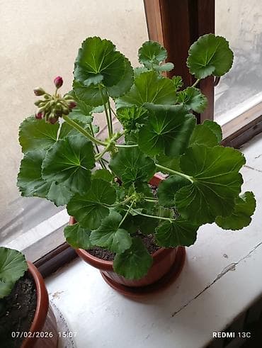 купить оптом комнатные цветы: Цветы домашние 1-Антуриум мужское счастье 4х летный в пяти литровом — 9