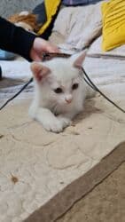 куда можно отдать собаку в бишкеке: Самый лучший подарок- это живой активный малыш,который станет — 6