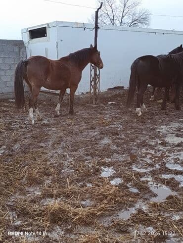 кормовая соль для животных: Продаю | Кобыла (самка) | Для разведения | Мерин — 10
