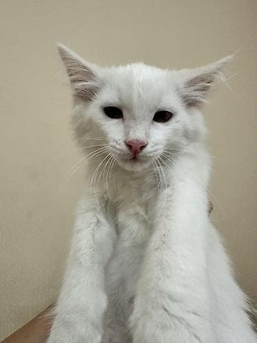 Животные: Рыжий котёнок гладкошерстный с полосатым окрасом-девочка,а так же — 3