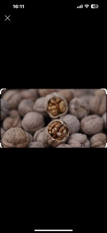 семена арахиса: Продаю орехи есть 500 кг 
Адрес Сокулук — 1