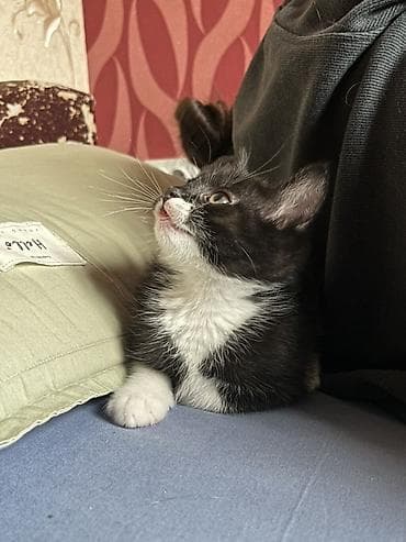 отдам даром кошку ош: Отдам даром котят, в добрые руки! 2 месяца всем, светленькая девочка и — 4