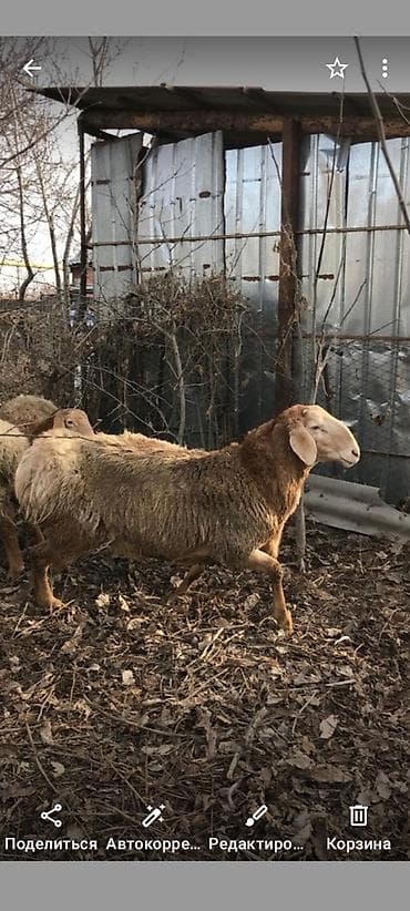 Продаю | Баран (самец) | Арашан | Для разведения | Осеменитель