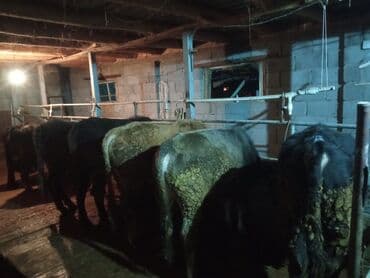 бир: Сатам | Бука (эркек) | Бордоп семиртүү үчүн — 8