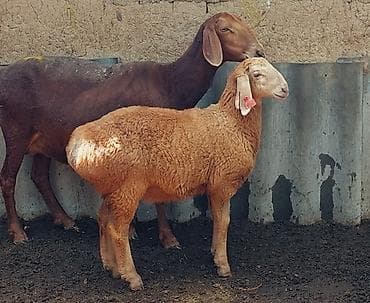 уй музо: Продаю | Овца (самка), Ягненок, Баран (самец) | Арашан | Для разведения | Племенные, Осеменитель, Матка — 4