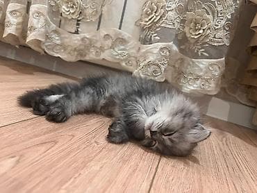 мал скот: Скотиш Фолд (Шотландская вислоухая), 2 месяца, Девочка, Серебристая шиншилла, Приучена к лотку — 3