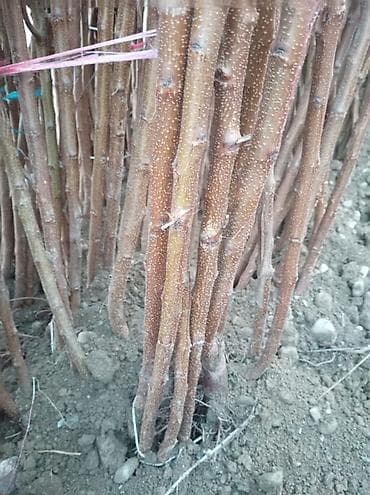 с люлькой: Саженцы деревьев (поросль/черенки для посадки и прививки) - — 2