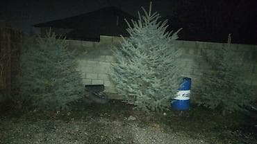 инструмент для огорода: Ели голубые (ель колючая, Picea pungens) для ландшафтного озеленения — 1