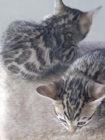 бенгалские кошки: Бенгальская, 1 месяц, Мальчик, Приучена к лотку — 10