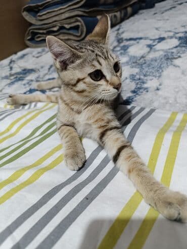 кане корсо купить щенка: Котёнок, короткошёрстный, тигровый окрас (песочно‑серый с тёмными — 1