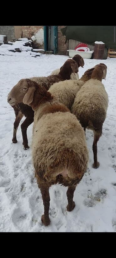 козу сатылат бишкек: Сатам | Ургаачы кой (ургаачы) | Көбөйтүү үчүн | Асыл тукумдуу, Бооз, Ургаачы — 7