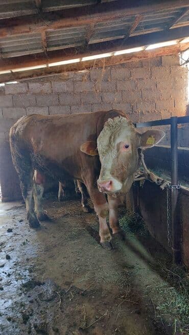 Продаю | Бык (самец) | Симментальская | На откорм | Племенные