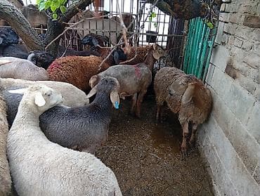 А/ч жаныбарларын сатам: Сатам | Ургаачы кой (ургаачы), Козу, Кочкор (эркек) | Гиссар, Аргын, Меринос | Союуга | Бычылган, Жасалма жол менен боозутуу, Ургаачы — 6