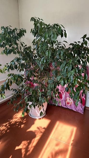 искусственная лиана: Фикус Бенджамина в напольном кашпо - Крупное комнатное дерево с — 2