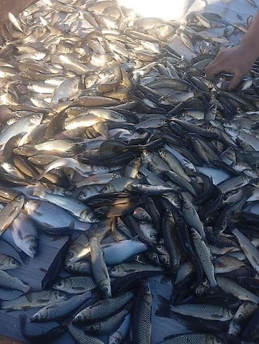 мсу 200 ташкент: Мальки карпа и Амур Толстолобик рыбы для зарыбления водоёмов - — 3