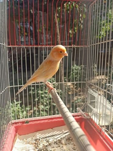 купить несушек курей: Дома́шняя канаре́йка — одомашненный подвид канарского канареечного — 8